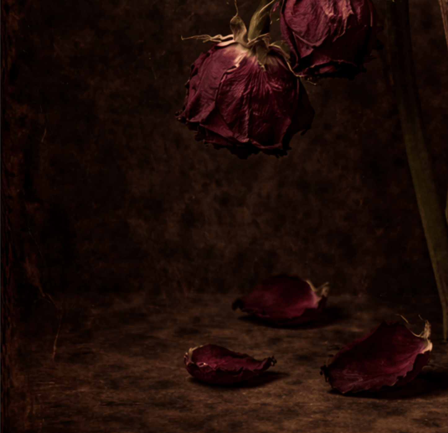 Last Bloom - Vanitas Botanical Collection - Tzhon Atelier
