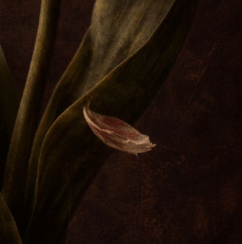 Elegy for a Fading Bloom - Tzhon Studio (Open) Edition