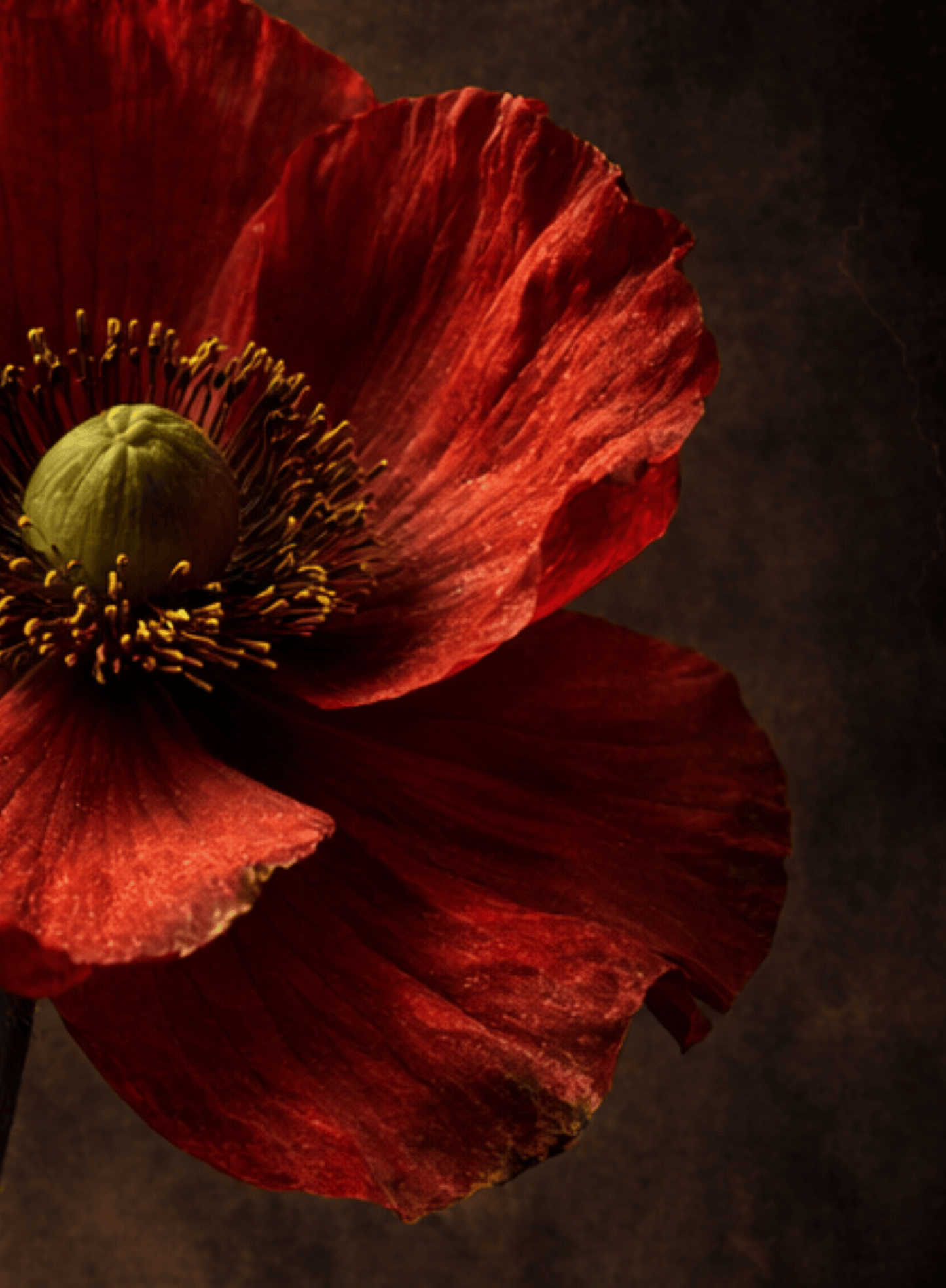 Crimson Reckoning - Vanitas Botanical Collection - Tzhon Atelier
