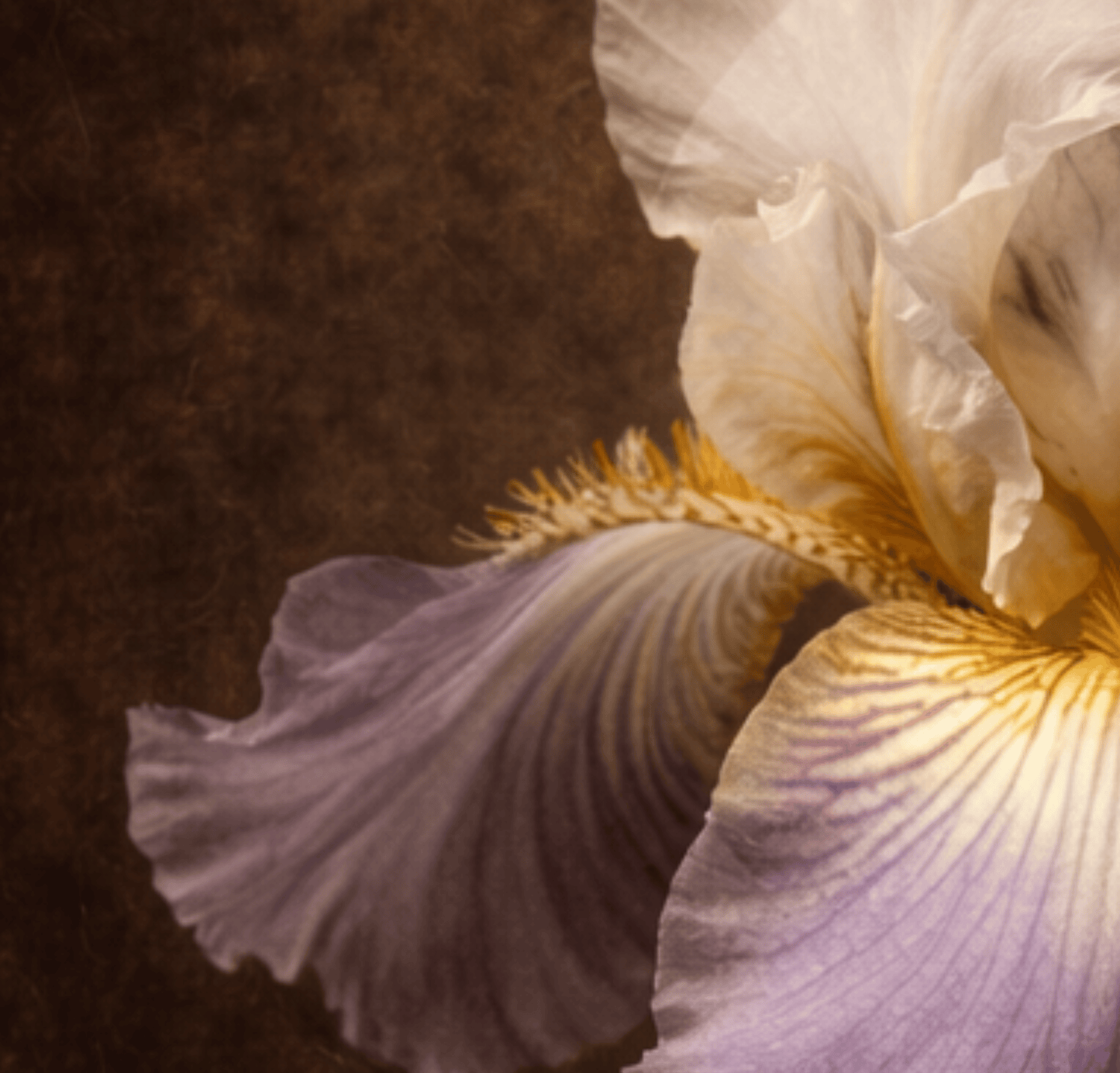Vesper Sovereign - Vanitas Botanical Collection - Tzhon Atelier
