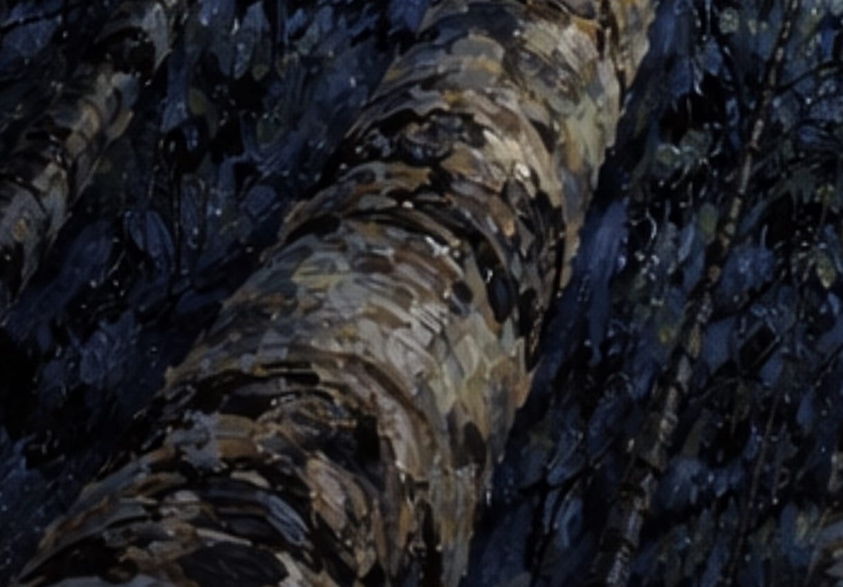 Nocturne Beneath the Canopy - Cathedral Canopy Collection