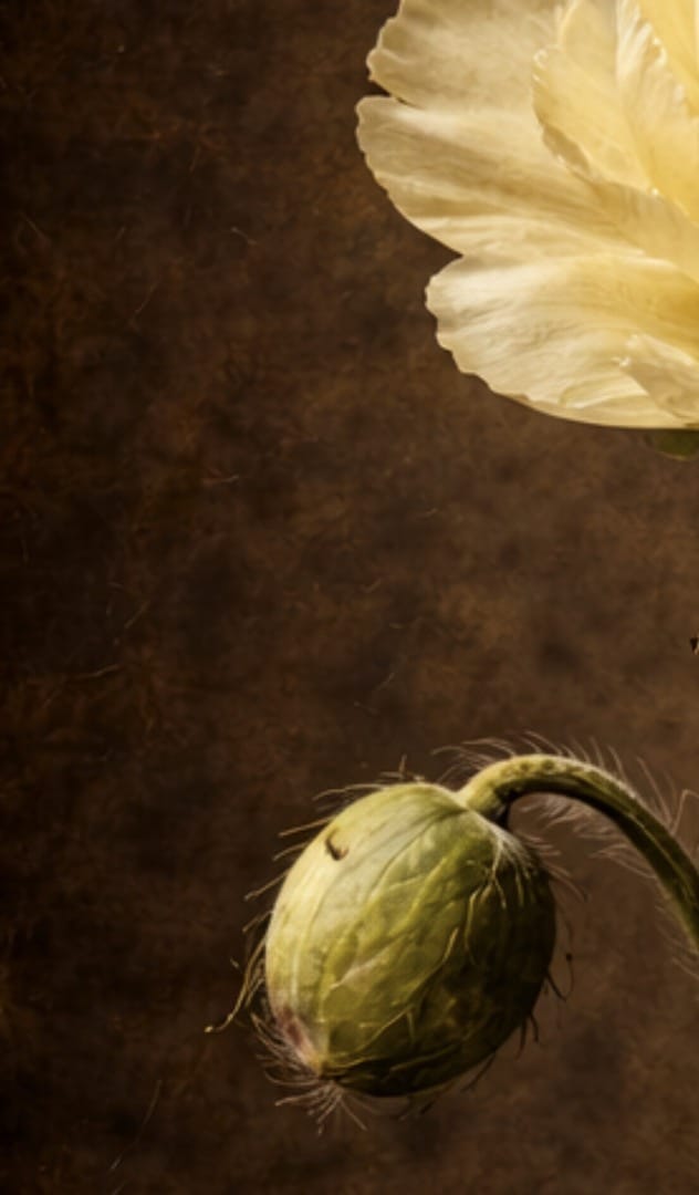 Gilded Peony - Tzhon Atelier (Limited Edition of 20 signed and numbered by the artist)